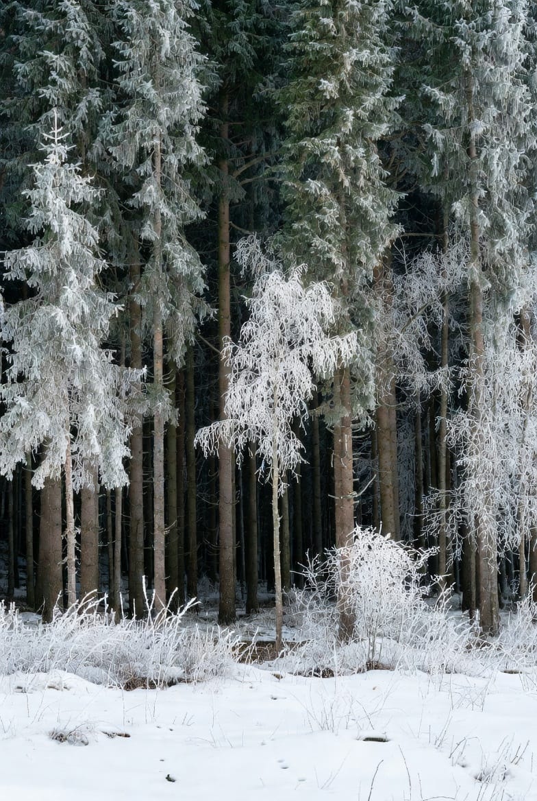 Scandinavian Content Group